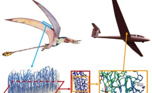 A pterosaur and an aircraft are shown flying over the 3D renderings from Pili’s CT X-ray work